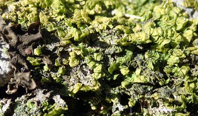 Porella atroviridis, photographed by Peter de Lange
