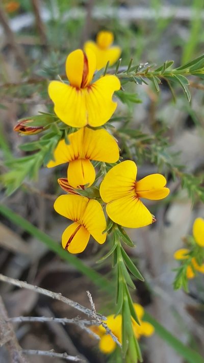 Eutaxia diffusa, photographed by Andrew Thornhill