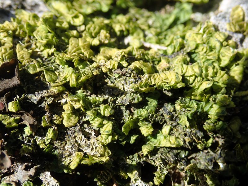 Porella atroviridis, photographed by Peter de Lange