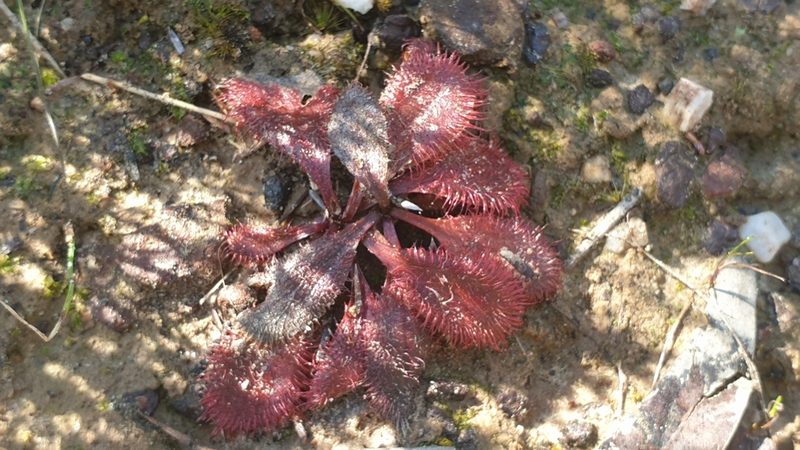 Drosera praefolia, photographed by Andrew Thornhill