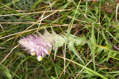 Melampyrum fimbriatum, photographed by Drepanostoma