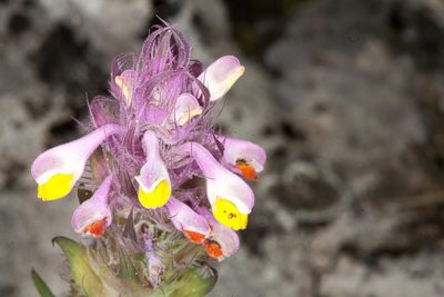 Melampyrum fimbriatum, photographed by Drepanostoma