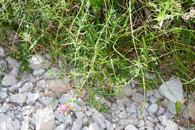 Melampyrum fimbriatum, photographed by Drepanostoma