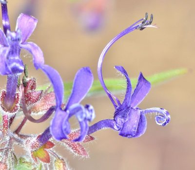 Trichostema laxum, photographed by Don Loarie