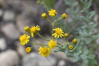 Senecio ilicifolius, photographed by Andrew Gillespie
