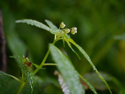 Impatiens laxiflora, photographed by Dinesh Valke