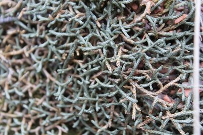 Selaginella mutica, photographed by Asher P Higgins