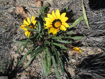 Gazania serrata, photographed by Chris Vynbos