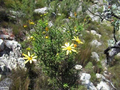 Osteospermum spinosum, photographed by Chris Vynbos