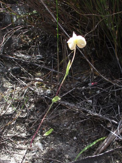 Pterygodium platypetalum, photographed by Chris Vynbos
