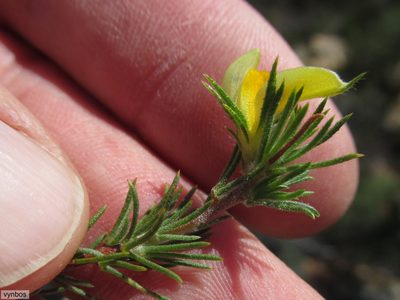 Aspalathus spicata, photographed by Chris Vynbos