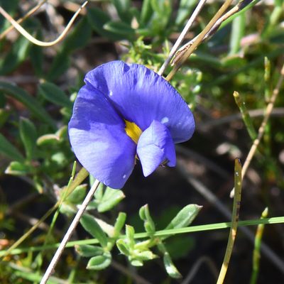 Lotononis azurea, photographed by Andrew Gillespie