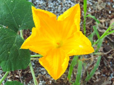 Cucurbita ficifolia, photographed by Francisco Farriols Sarabia
