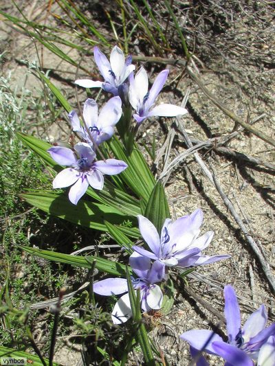 Babiana nervosa, photographed by Chris Vynbos