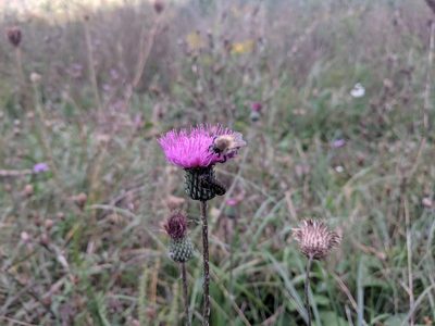 Cirsium pannonicum, photographed by Zoltán Stekkelpak