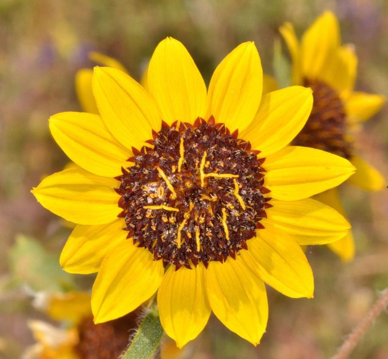 Helianthus bolanderi, photographed by Don Loarie
