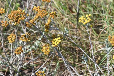 Helichrysum anomalum, photographed by Andrew Gillespie