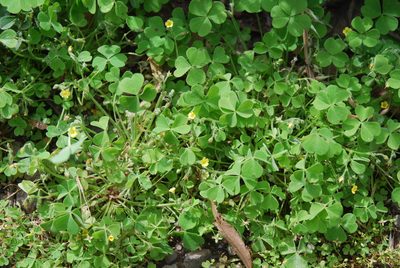 Oxalis laxa, photographed by Quentin Groom