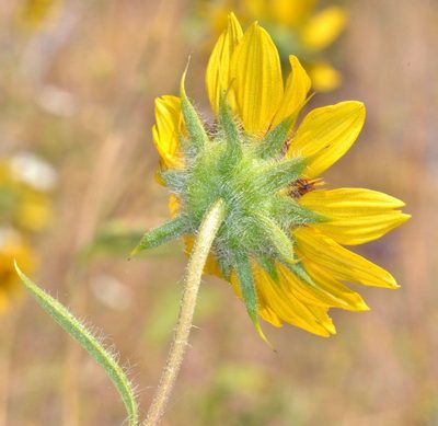 Helianthus bolanderi, photographed by Don Loarie