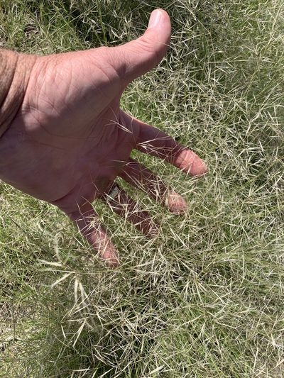 Aristida havardii, photographed by CK2AZ