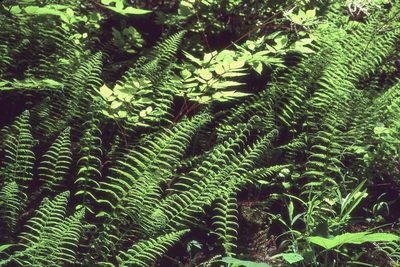 Amauropelta nevadensis, photographed by Ed Alverson