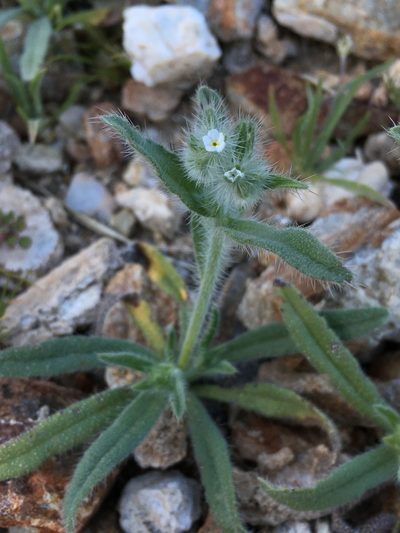 Simpsonanthus jonesii, photographed by Matt Berger