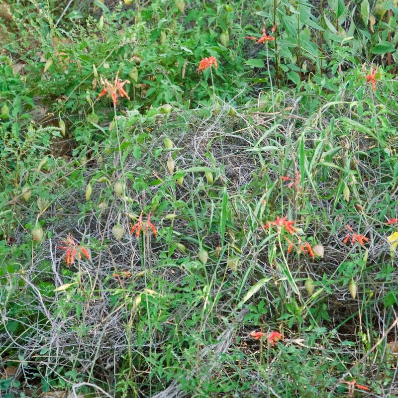 Bessera tenuiflora, photographed by Bill Levine