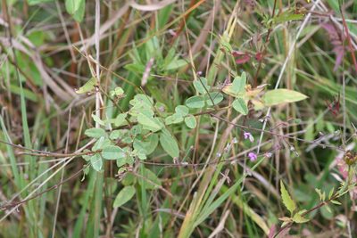 Desmodium marilandicum, photographed by runcator