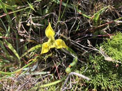 Moraea papilionacea, photographed by Sean Privett