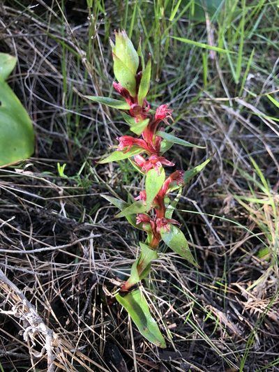 Satyrium lupulinum, photographed by Sean Privett
