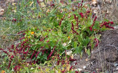 Blitum capitatum, photographed by Mike Duran
