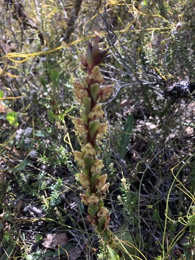 Satyrium lupulinum, photographed by Sean Privett