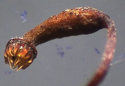 Rhynchostegium tenuifolium, photographed by John Steel