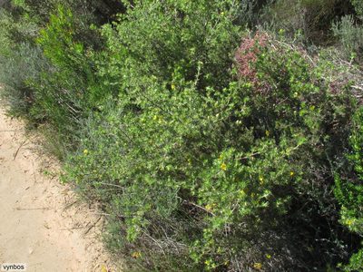 Aspalathus spicata, photographed by Chris Vynbos