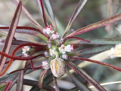 Euphorbia eriantha, photographed by Matt Berger