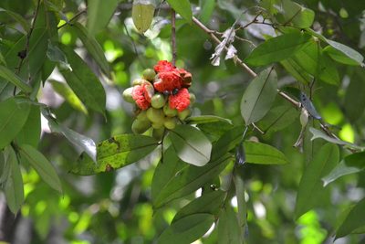 Xylopia macrantha, photographed by Letizia Weichgrebe