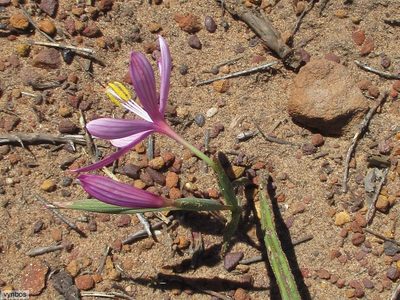 Geissorhiza schinzii, photographed by Chris Vynbos