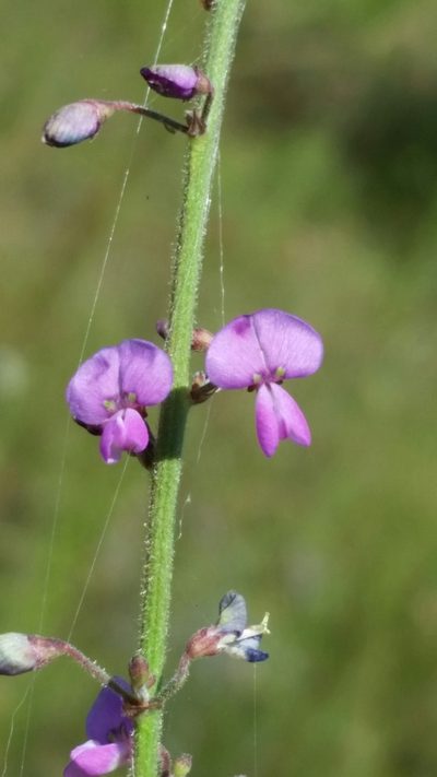 Desmodium tenuifolium, photographed by Jay Horn