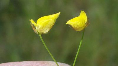 Utricularia simulans, photographed by Jay Horn