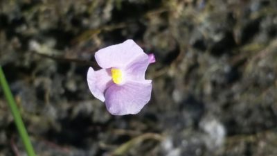 Utricularia resupinata, photographed by Jay Horn
