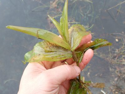 Potamogeton praelongus, photographed by Matt Bowser