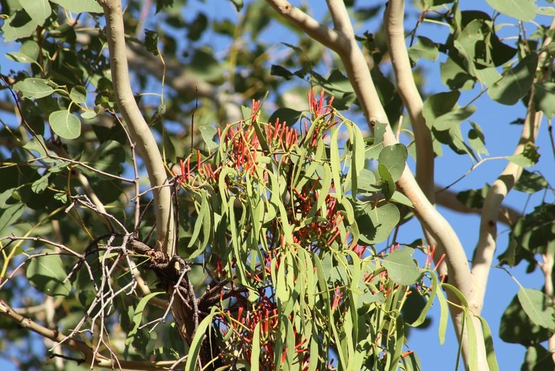 Amyema sanguinea, photographed by elawrey