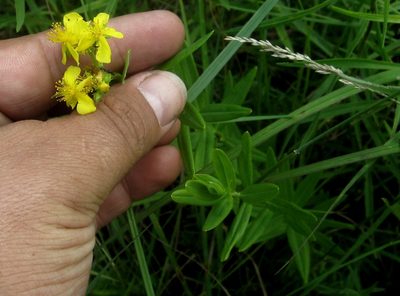 Hypericum sphaerocarpum, photographed by Evan Barker