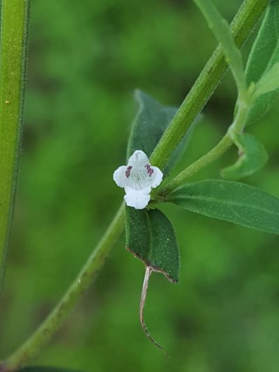 Lycopus angustifolius, photographed by Alex Abair