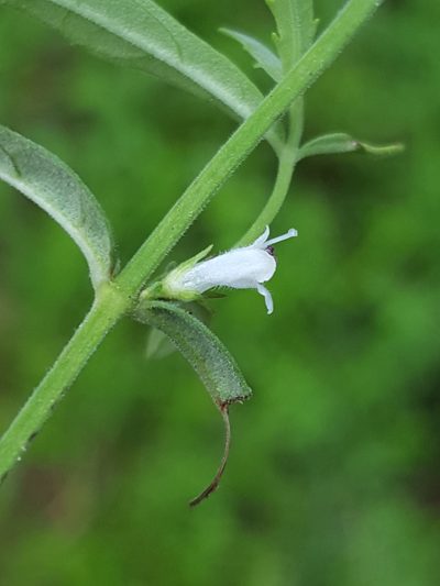 Lycopus angustifolius, photographed by Alex Abair