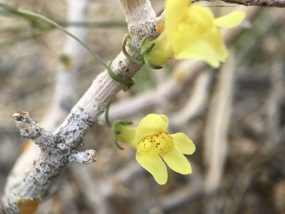 Neogaerrhinum filipes, photographed by Matt Berger