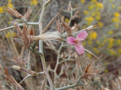 Pleiacanthus spinosus, photographed by Tom Wainwright