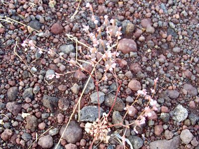 Eriogonum vimineum, photographed by Tom Wainwright