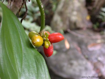 Aglaonema simplex, photographed by Leonard Worthington