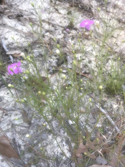 Agalinis setacea, photographed by Alan Weakley